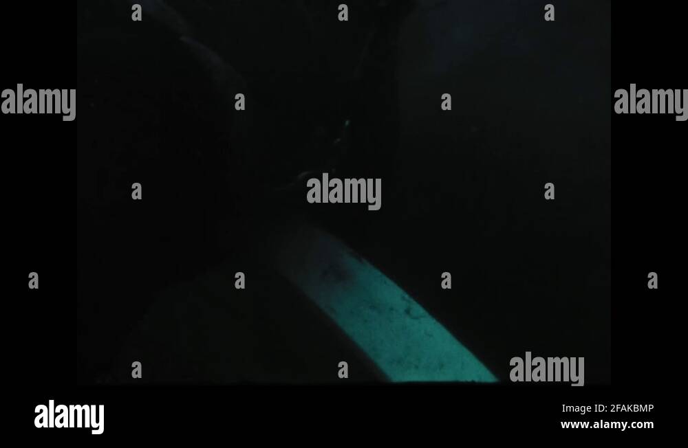 Lab swimming underwater Stock Videos & Footage HD and 4K Video Clips