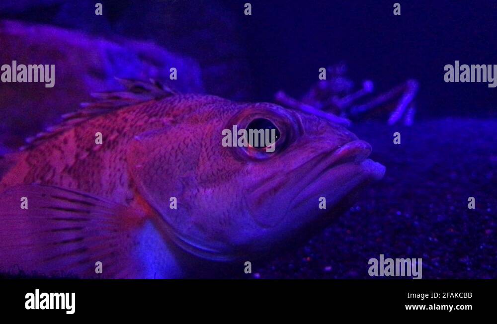 Fish eyes Stock Videos & Footage HD and 4K Video Clips Alamy