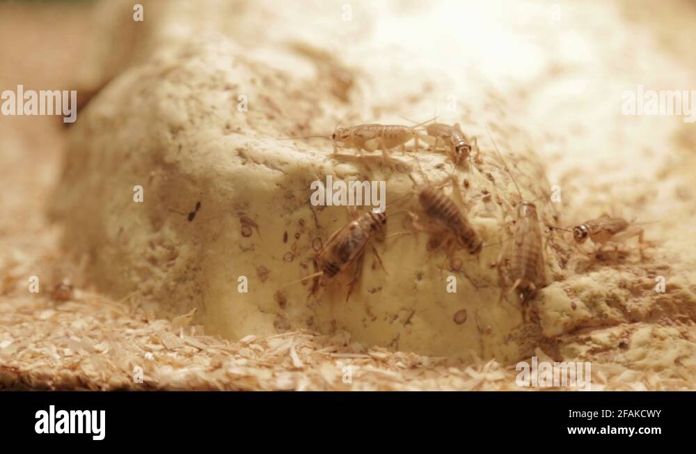 Crickets as pets Stock Videos & Footage HD and 4K Video Clips Alamy