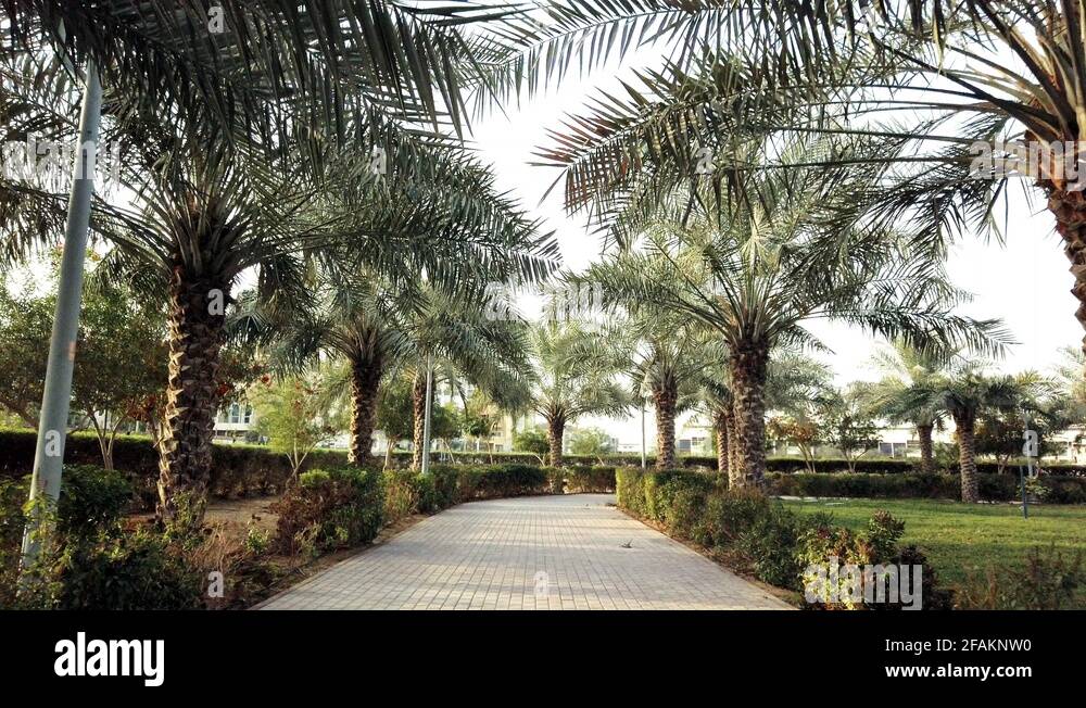 Tree pathway Stock Videos & Footage - HD and 4K Video Clips - Alamy
