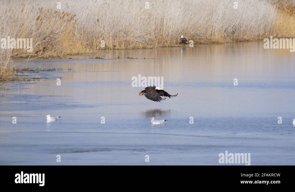 Bald eagle lake Stock Videos & Footage HD and 4K Video Clips Alamy