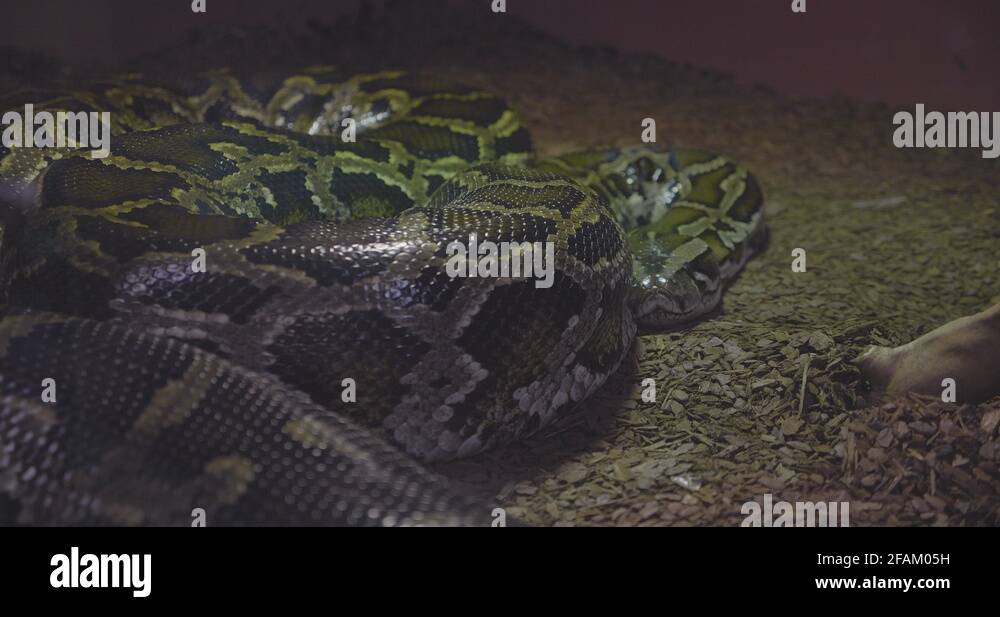 A Boa Constrictor sleeping in her terrarium Stock Video Footage - Alamy