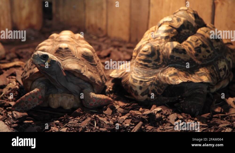 Pet turtle heat Stock Videos & Footage HD and 4K Video Clips Alamy