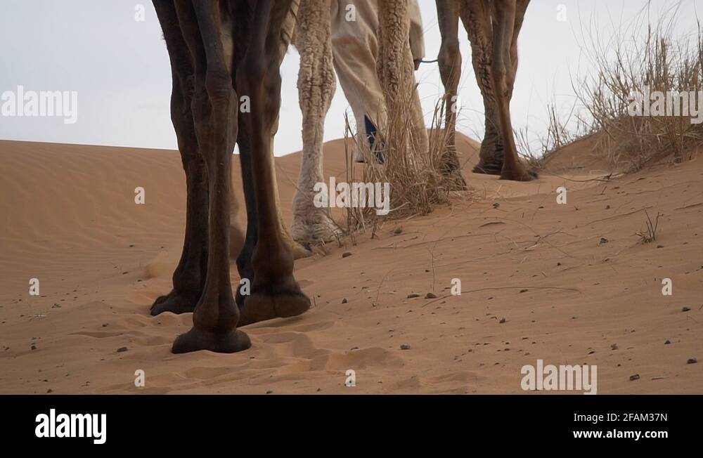 Camel camel camel Stock Videos & Footage - HD and 4K Video Clips - Alamy