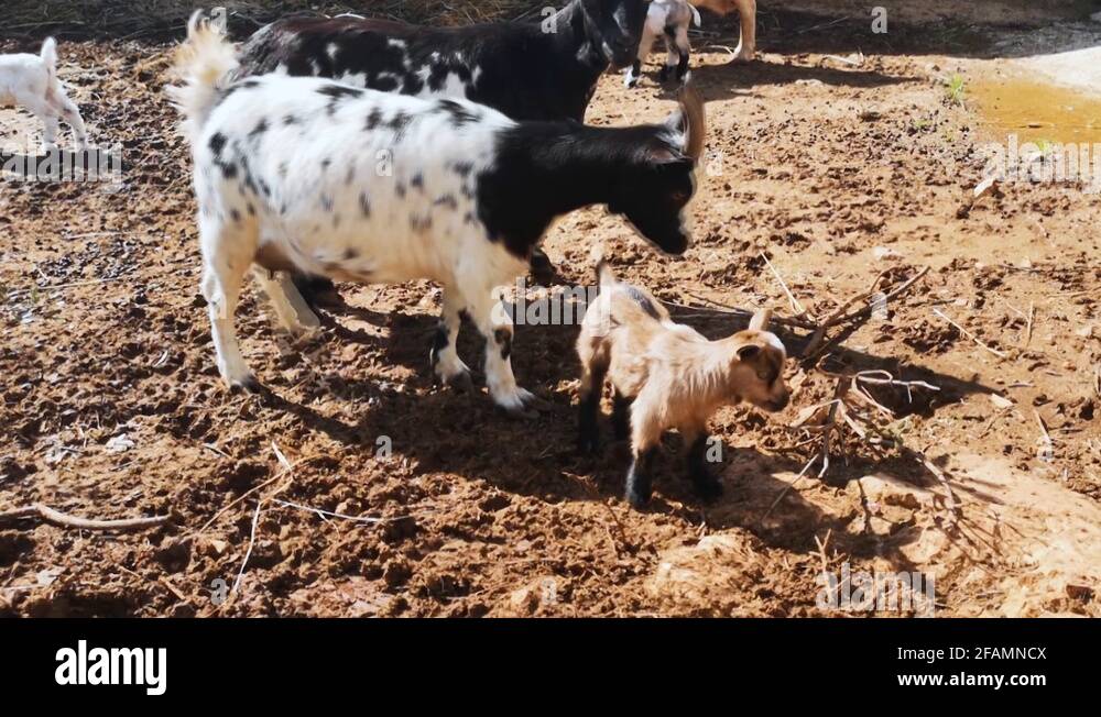 African pygmy goats Stock Videos & Footage HD and 4K Video Clips Alamy