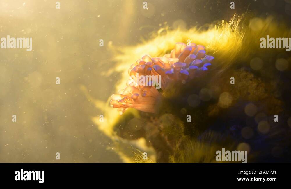 Green hair algae coral Stock Videos & Footage HD and 4K Video Clips