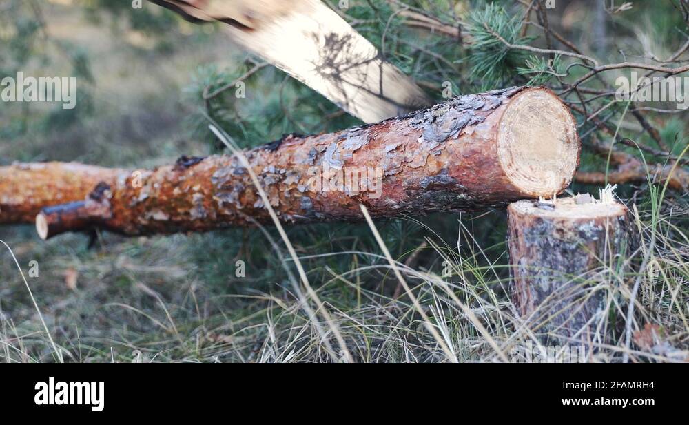 Cutting tree trunk Stock Videos & Footage HD and 4K Video Clips Alamy