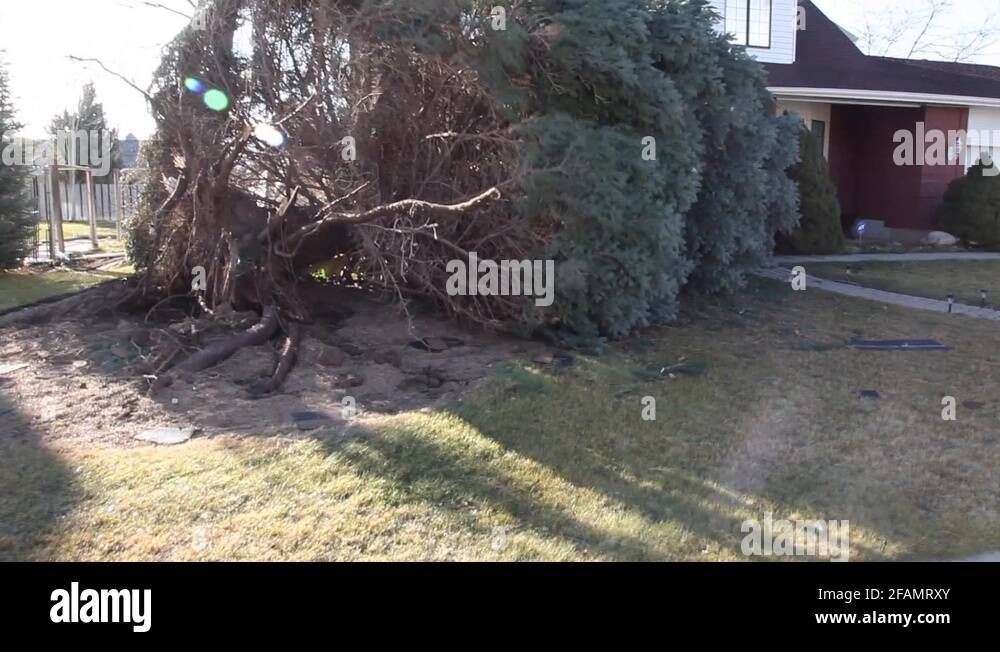 Blown down tree Stock Videos & Footage HD and 4K Video Clips Alamy