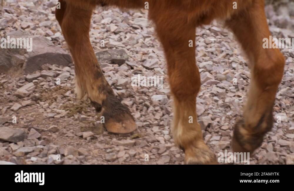 Horse hooves Stock Videos & Footage HD and 4K Video Clips Alamy