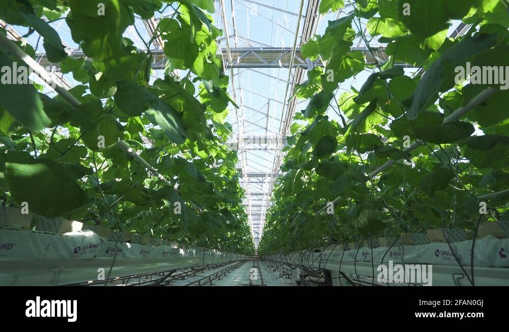 Foliage sprouts Stock Videos & Footage HD and 4K Video Clips Alamy