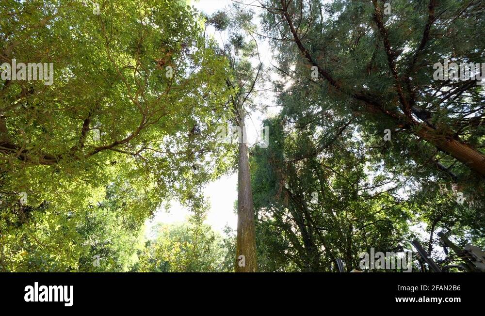 Tree growing tree shrine Stock Videos & Footage HD and 4K Video Clips