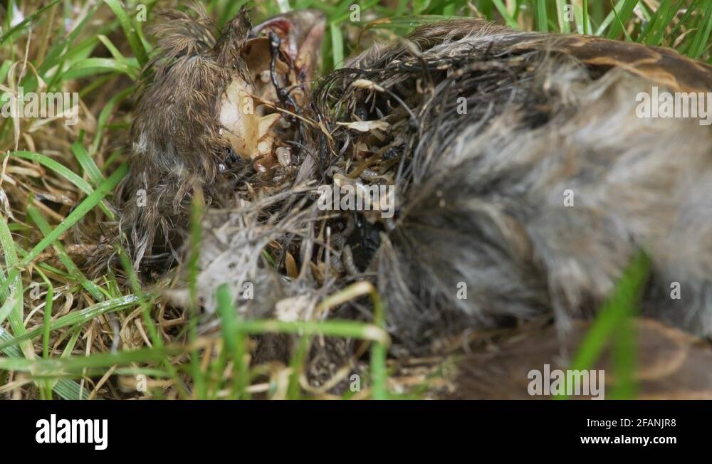 Bone eating worms Stock Videos & Footage - HD and 4K Video Clips - Alamy