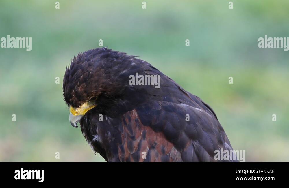 Eagle birds of prey Stock Videos & Footage HD and 4K Video Clips Alamy