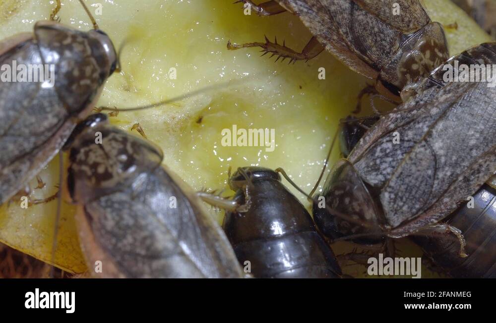 Banana cockroaches Stock Videos & Footage HD and 4K Video Clips Alamy