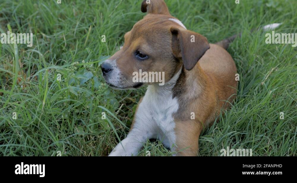 8 week old puppy Stock Videos & Footage - HD and 4K Video Clips - Alamy