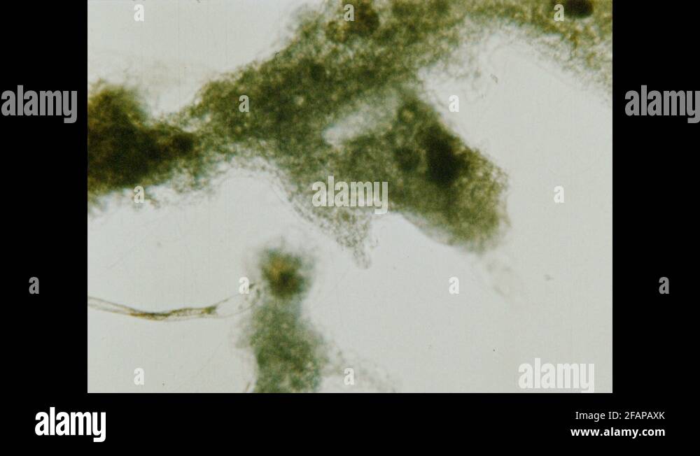 Archeozoic era Stock Videos & Footage HD and 4K Video Clips Alamy