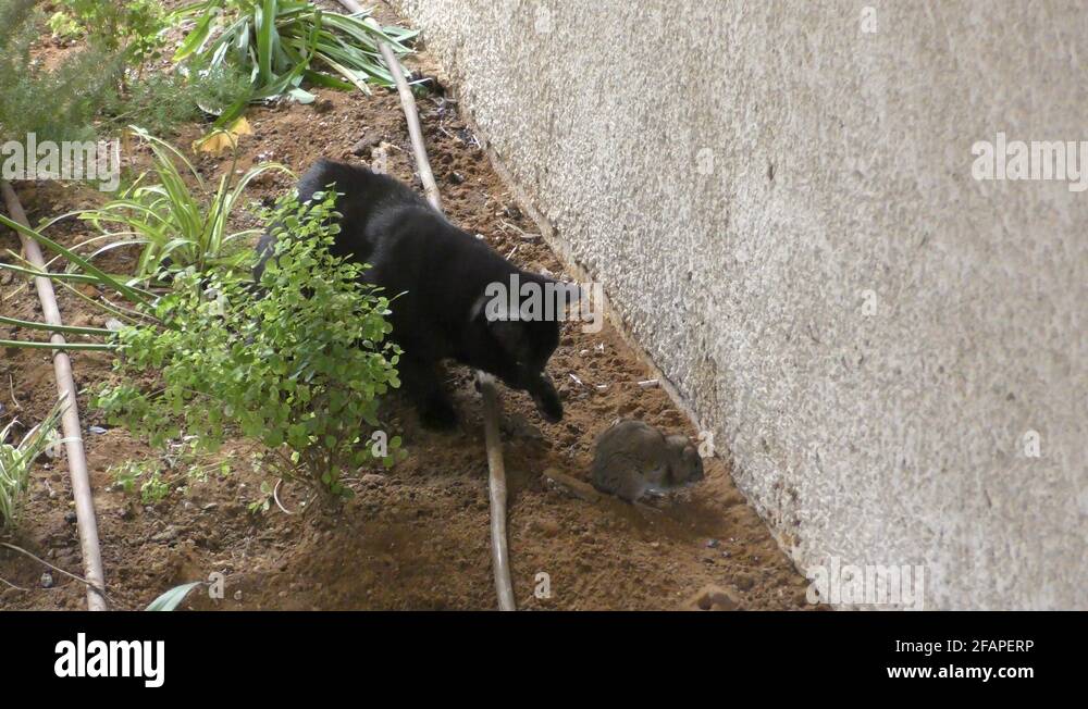 A Black Cat Harassing An Urban Rat Black Cats Bring Bad Luck To Rats 