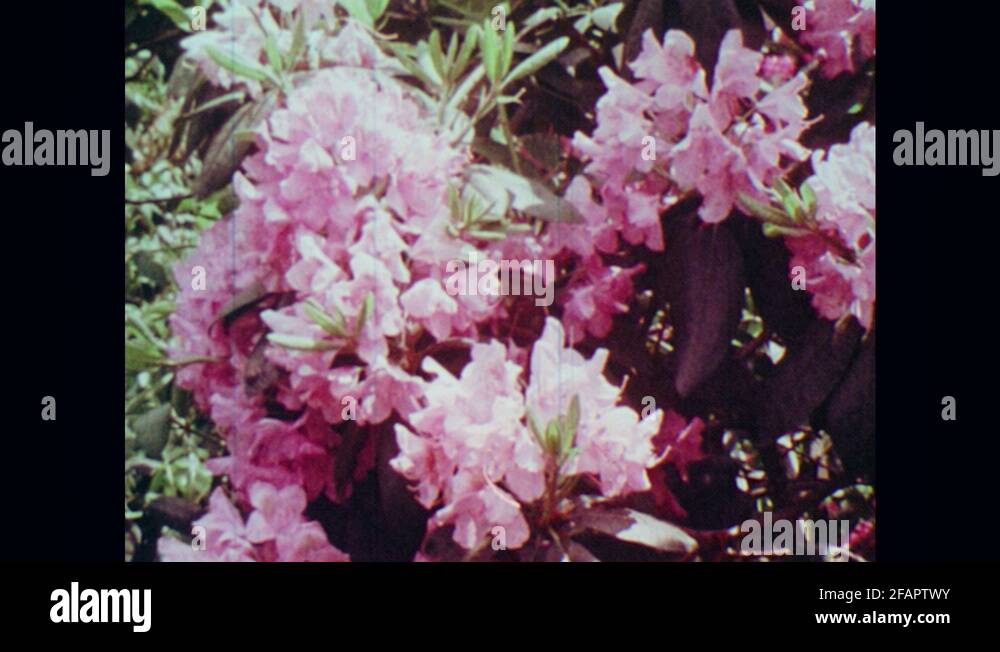 White poisonous flowers Stock Videos & Footage HD and 4K Video Clips