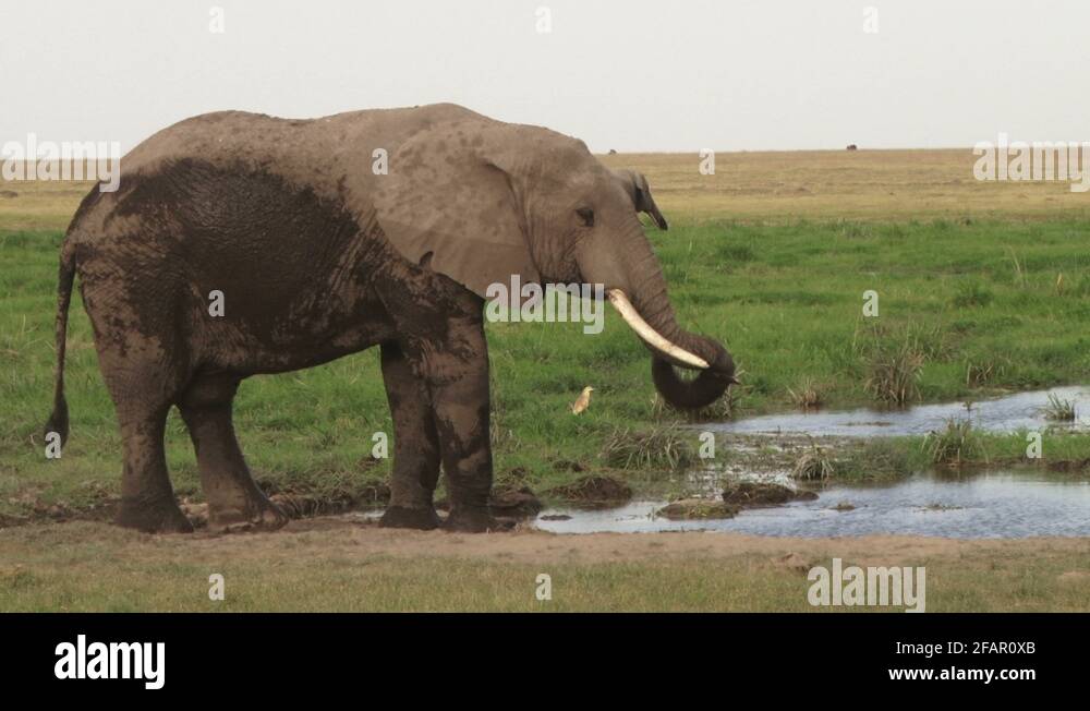 Elephant scratch Stock Videos & Footage HD and 4K Video Clips Alamy