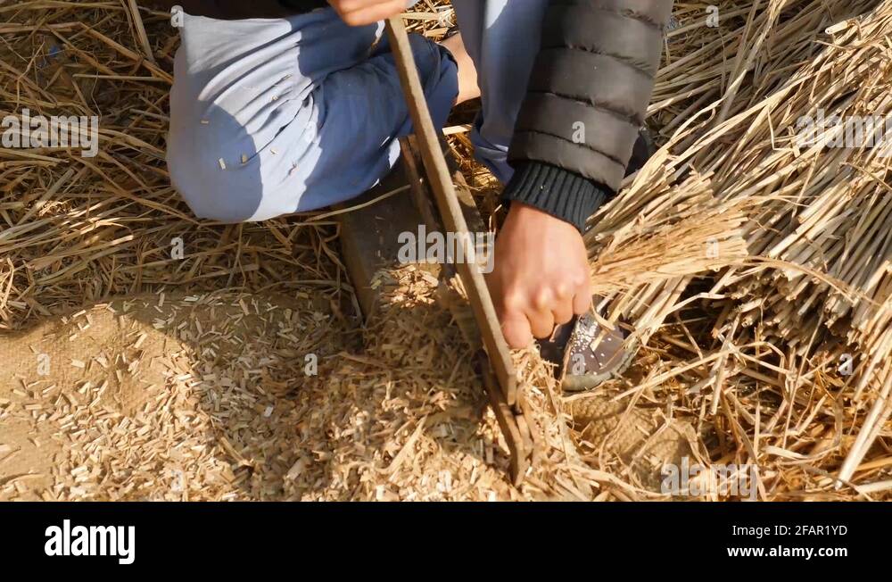 Straw chop Stock Videos & Footage HD and 4K Video Clips Alamy