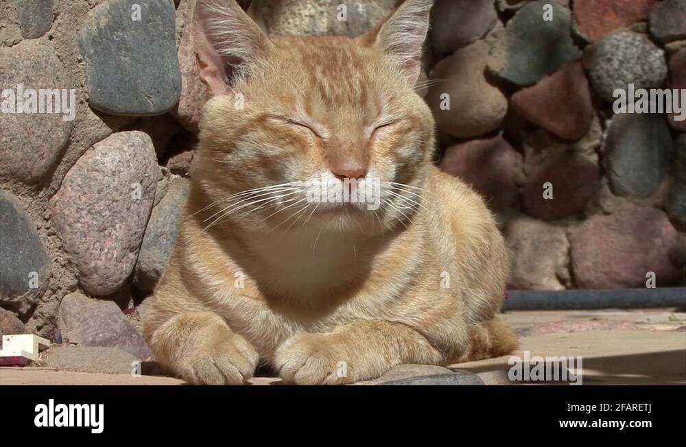 Egypt cat Stock Videos & Footage HD and 4K Video Clips Alamy