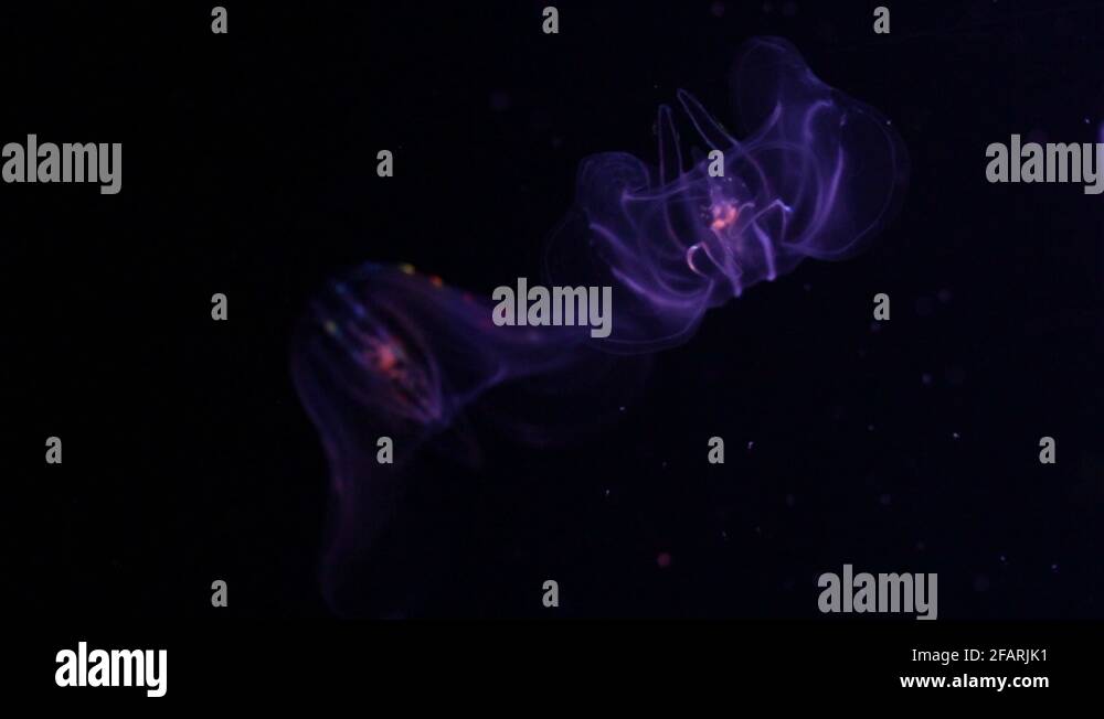 Arctic comb jelly mertensia ovum Stock Videos & Footage HD and 4K