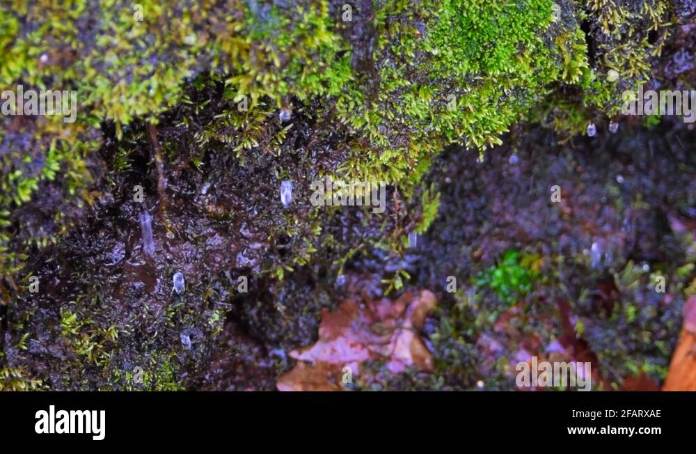 Freezing dripping water Stock Videos & Footage HD and 4K Video Clips