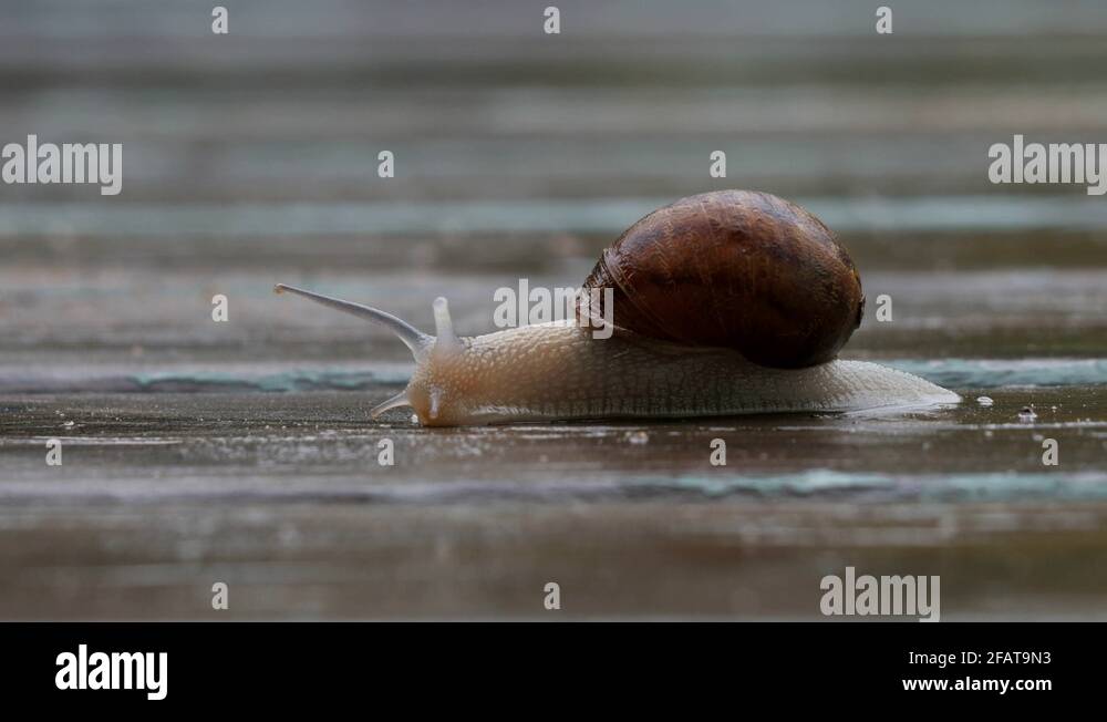Wet timber Stock Videos & Footage HD and 4K Video Clips Alamy