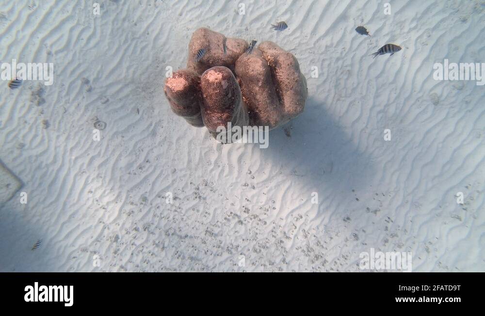 Cancun underwater museum sculpture of Mayan hand greeting with fish