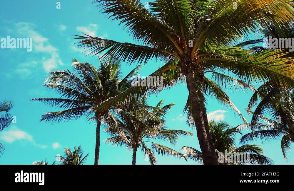 Palm trees tops Stock Videos & Footage - HD and 4K Video Clips - Alamy