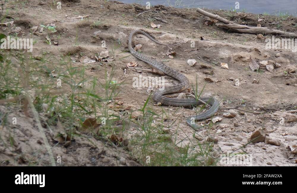Rat snake habitat Stock Videos & Footage HD and 4K Video Clips Alamy