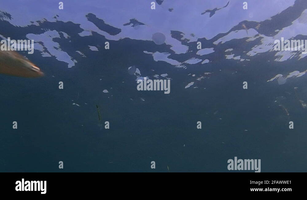 Plastic underwater Stock Videos & Footage - HD and 4K Video Clips - Alamy