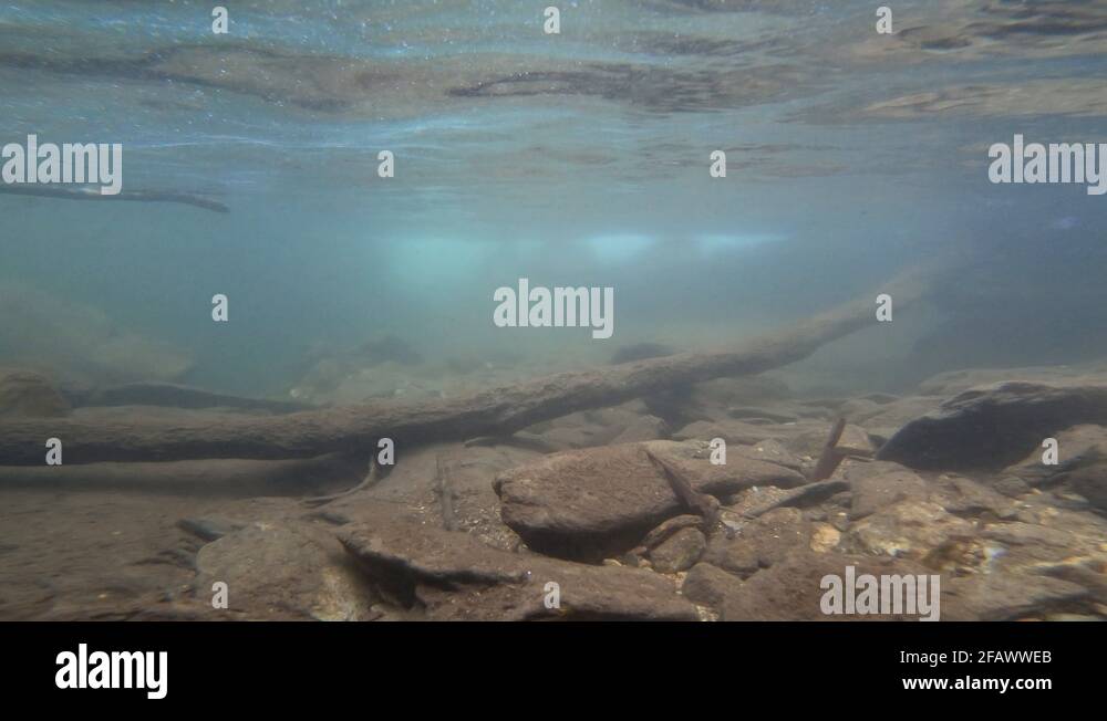Underwater swim Stock Videos & Footage - HD and 4K Video Clips - Alamy