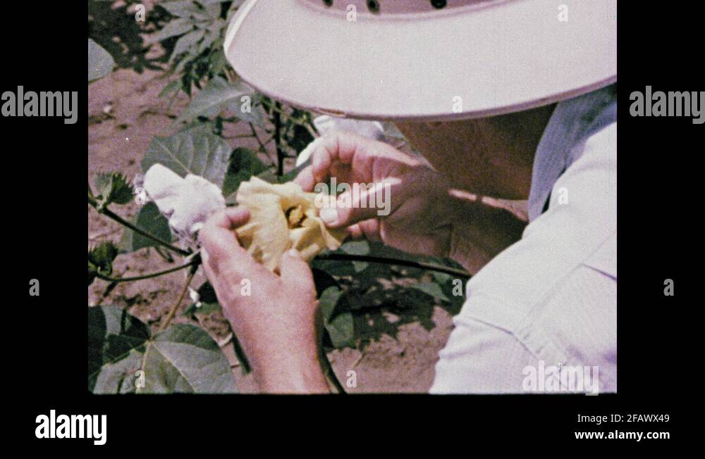 Laboratory flask flower Stock Videos & Footage HD and 4K Video Clips