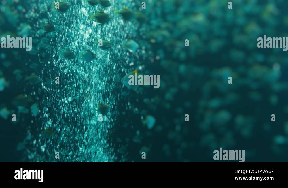 Butter bream Stock Videos & Footage HD and 4K Video Clips Alamy