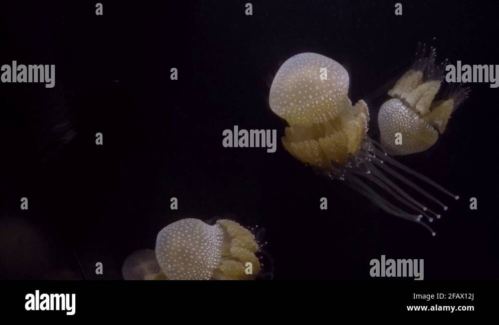 Sea world aquarium gold coast Stock Videos & Footage HD and 4K Video