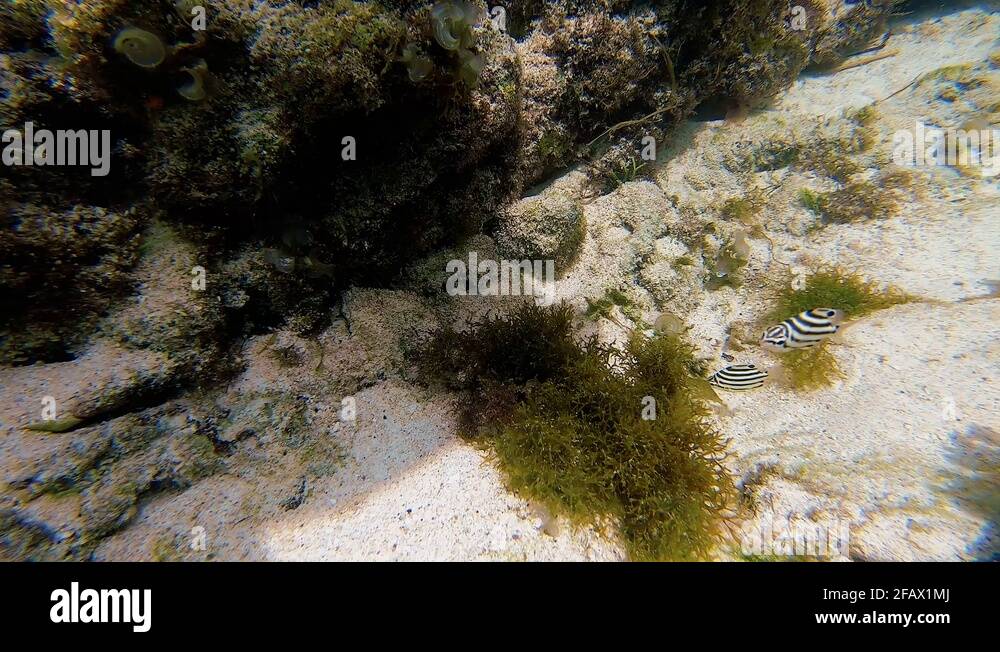 Lord howe island australia coral Stock Videos & Footage HD and 4K