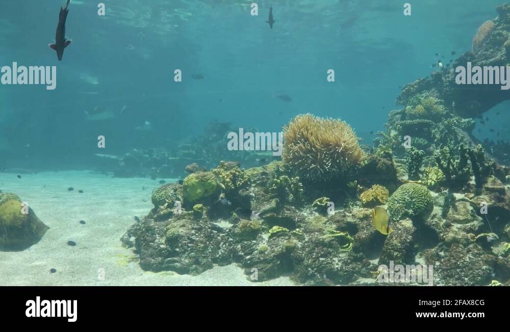 Aquarium queensland Stock Videos & Footage HD and 4K Video Clips Alamy