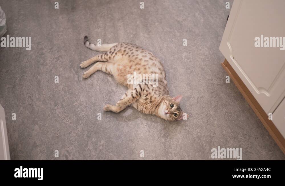 A cute female bengal cat laying on the floor playing with her owners ...