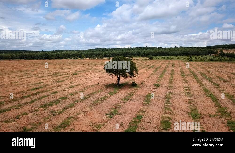 Sole tree Stock Videos & Footage HD and 4K Video Clips Alamy