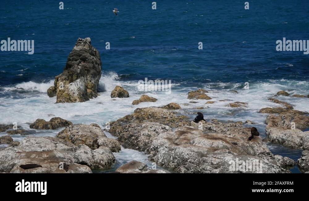 Seal beach new zealand Stock Videos & Footage HD and 4K Video Clips
