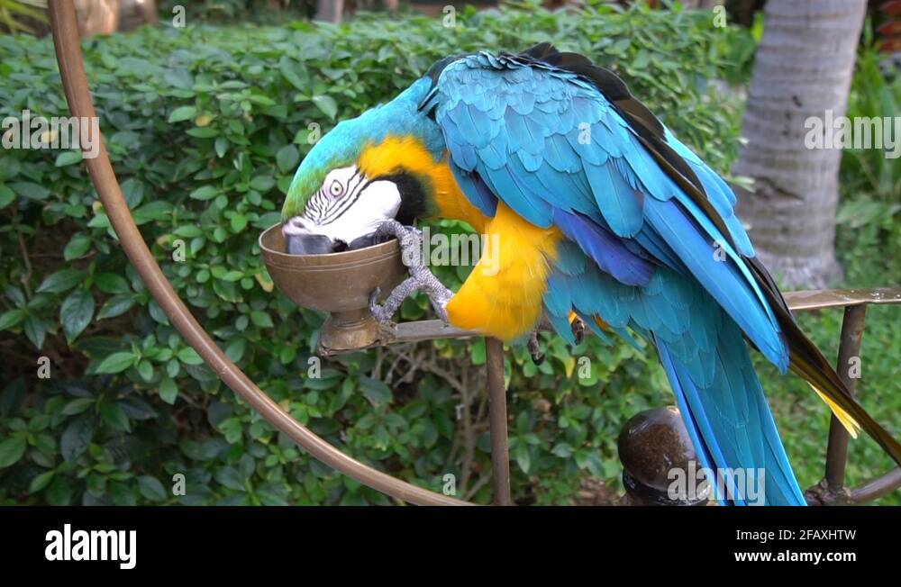 Amazon bird rescue Stock Videos & Footage HD and 4K Video Clips Alamy