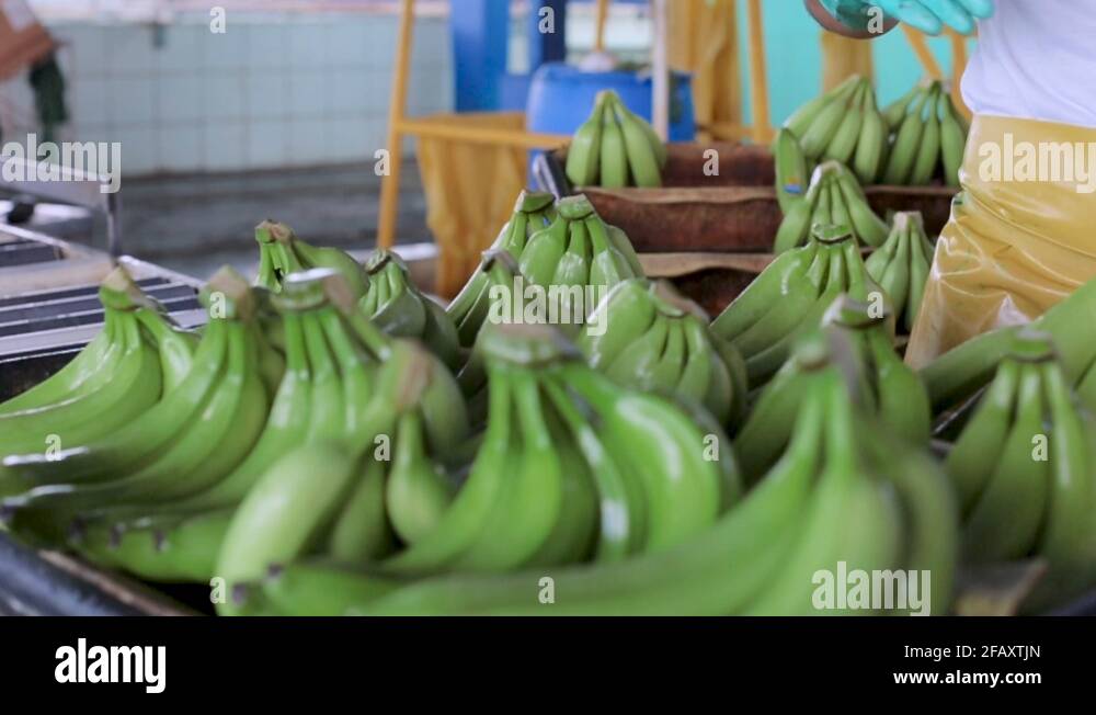 Banana factory Stock Videos & Footage HD and 4K Video Clips Alamy