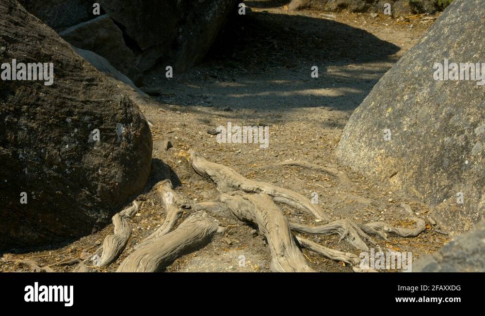 Path with tree roots Stock Videos & Footage - HD and 4K Video Clips - Alamy