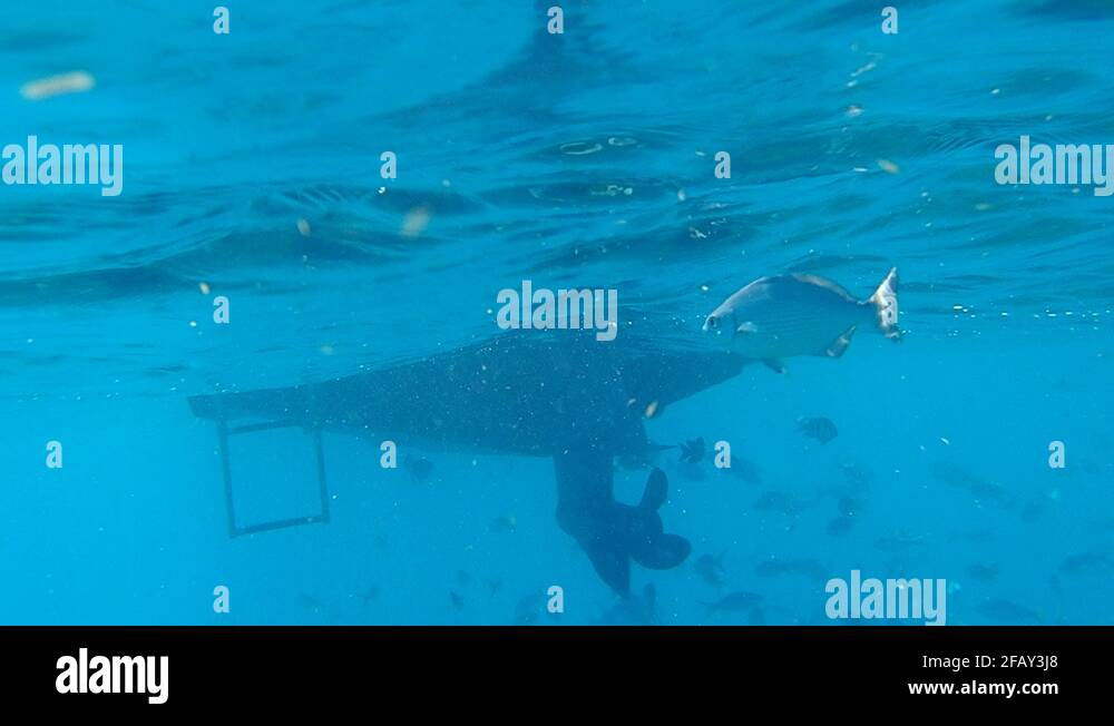 Wildbackground Stock Videos & Footage HD and 4K Video Clips Alamy