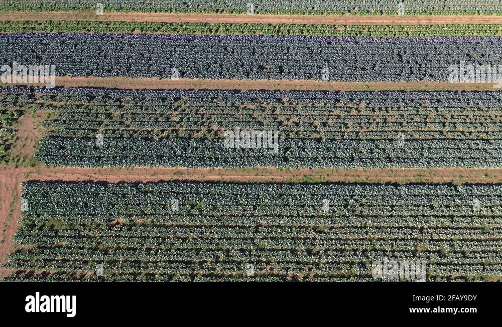 Pennsylvania farm vegetables Stock Videos & Footage HD and 4K Video