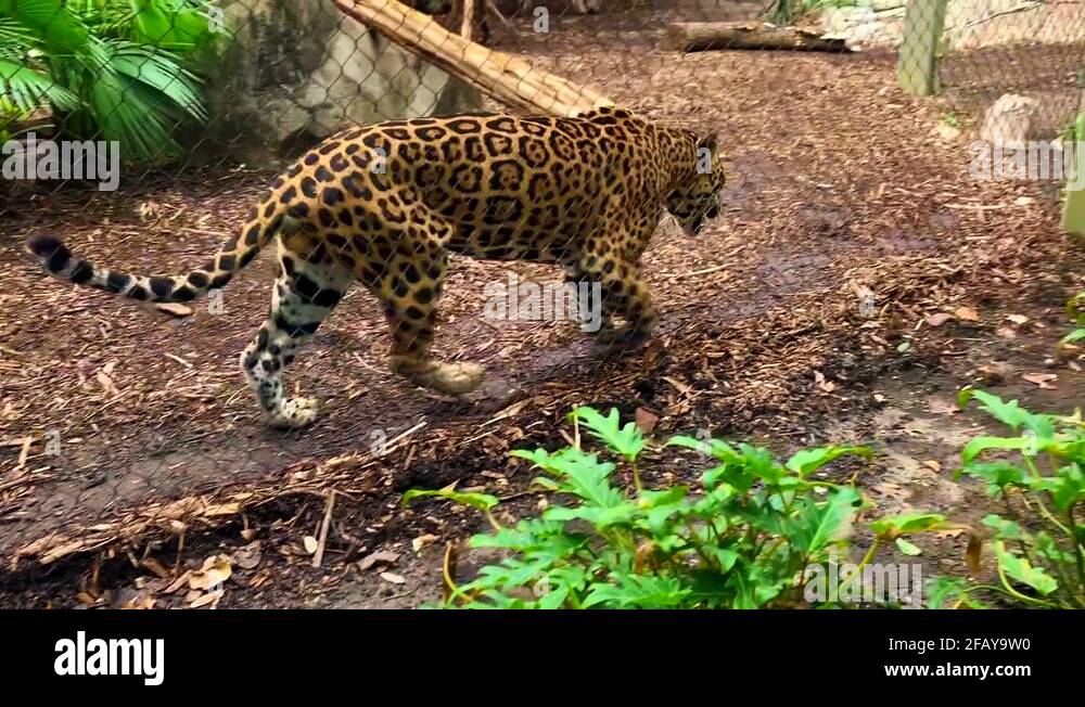 Jaguar pacing back and forth in a cage in a Zoo Stock Video Footage Alamy