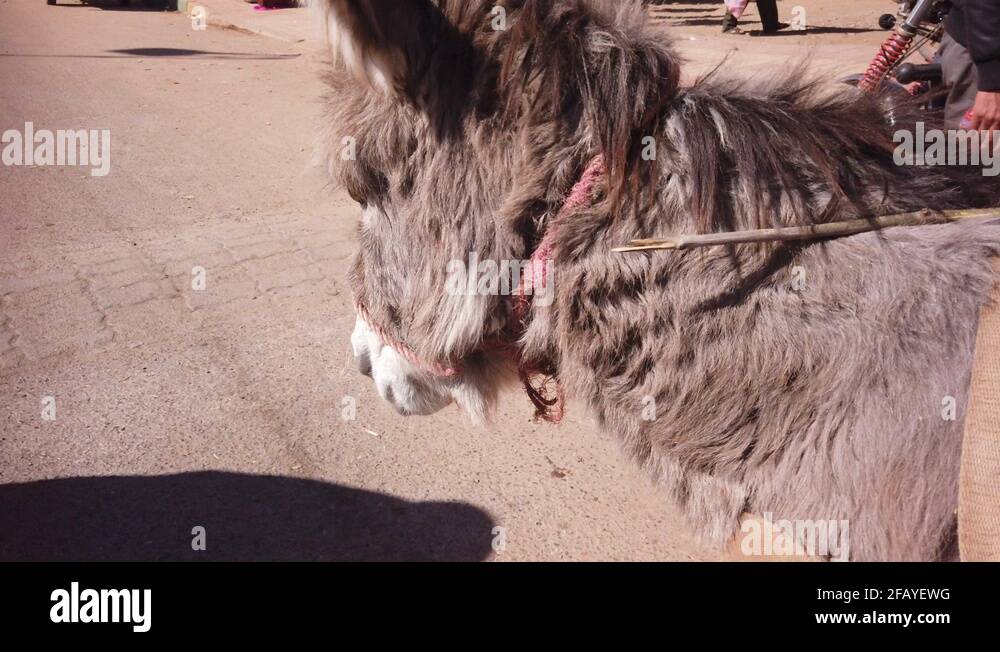 Donkey pulling cart Stock Videos & Footage HD and 4K Video Clips Alamy