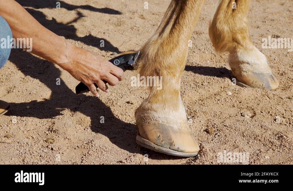 Horses fetlock Stock Videos & Footage HD and 4K Video Clips Alamy