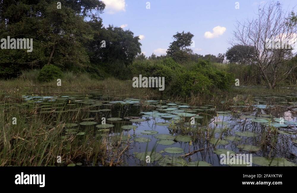 Water plant in sri lanka Stock Videos & Footage HD and 4K Video Clips